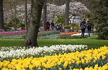 a few thousand people tiptoe through the 7 million tulips, hyacinths, daffodils in Keukenhof garden