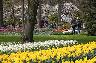 a few thousand people tiptoe through the 7 million tulips, hyacinths, daffodils in Keukenhof garden