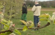 Governo francês prepara apoio aos agricultores