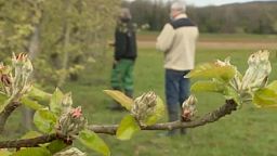 Elfagytak a gyümölcsösök Franciaországban