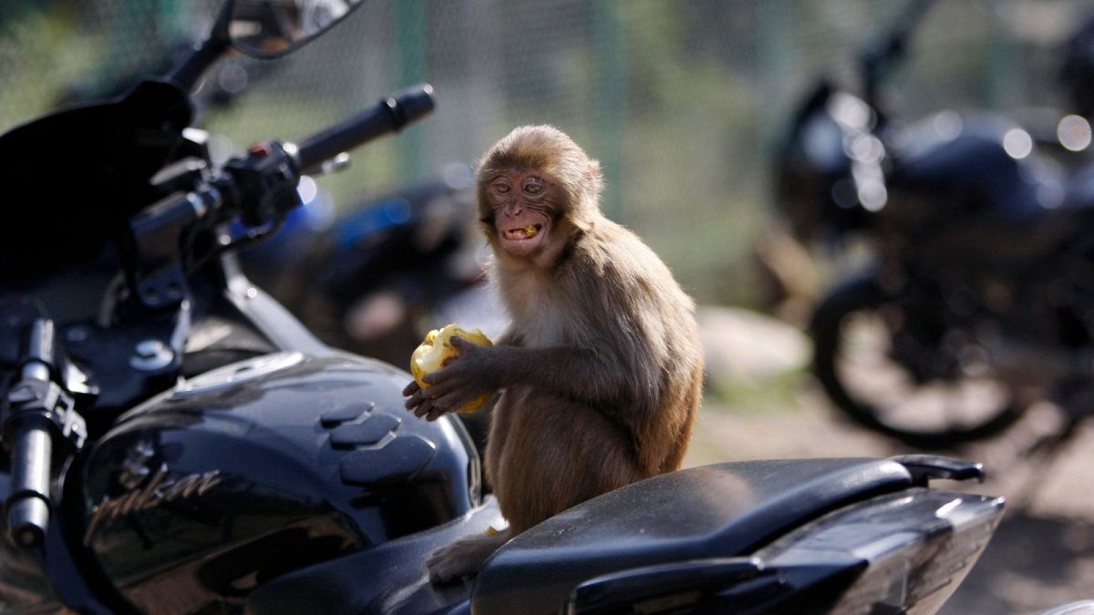 میمون‌ها در هند