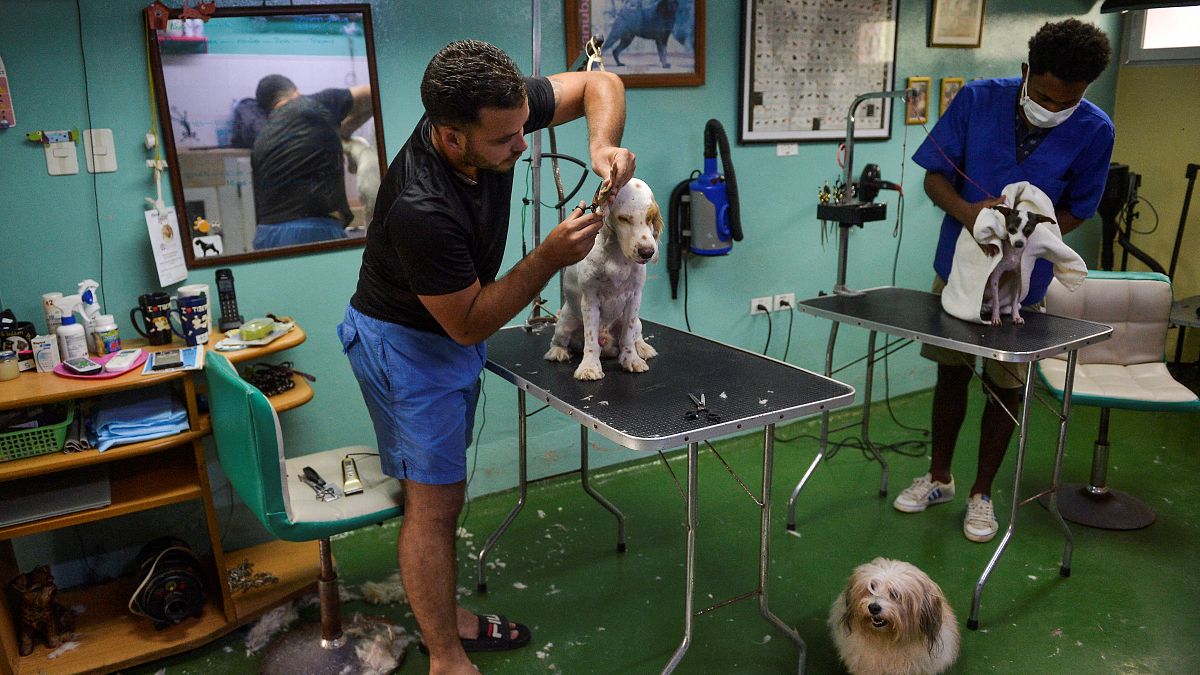  صالون "دون سيلفر" لتجميل الكلاب في هافانا
