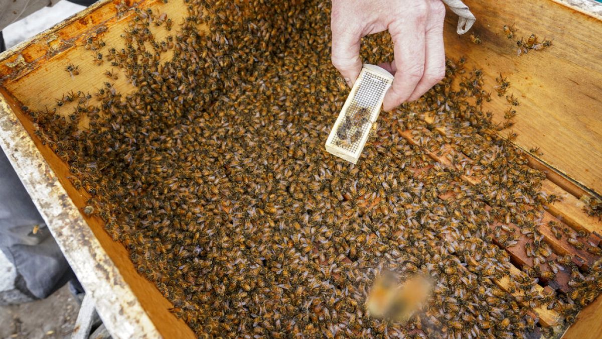 Deutsche Forscher haben das Sozialleben von Bienen auf seltenen Aufnahmen dokumentiert