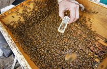 Deutsche Forscher haben das Sozialleben von Bienen auf seltenen Aufnahmen dokumentiert