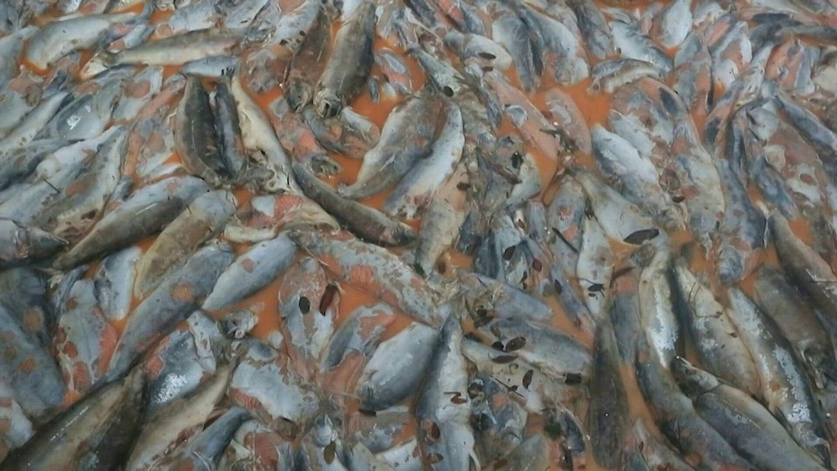 طحالب "قاتلة" تقضي على 4200 طن من أسماك السلمون في تشيلي
