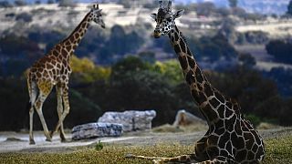 Kenya : fin du sauvetage des girafes coincées sur le lac Baringo