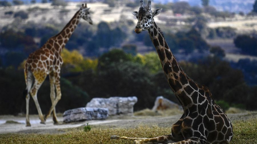 Kenya Happy Ending To Rothschild S Giraffe Rescue Mission Saga Africanews