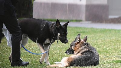 كلبا بايدن البطل والرائد في الحديقة الجنوبية للبيت الأبيض في واشنطن العاصمة.