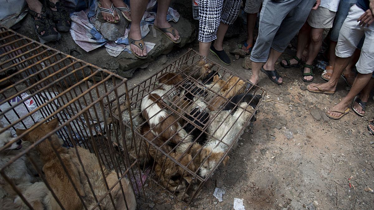 سوق بيع الكلاب في يولين بمقاطعة قوانغشي جنوب الصين في 21 يونيو 2015.