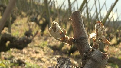 Пострадавший от заморозка виноградник в департаменте Рона, Франция
