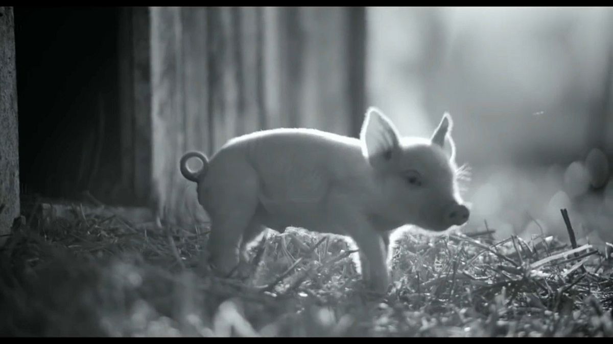 "Gunda" : un documentaire intime époustouflant sur la vie d'un cochon