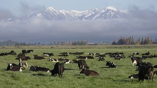 أبقار الألبان ترعى في مزرعة بالقرب من أكسفورد في نيوزيلندا.