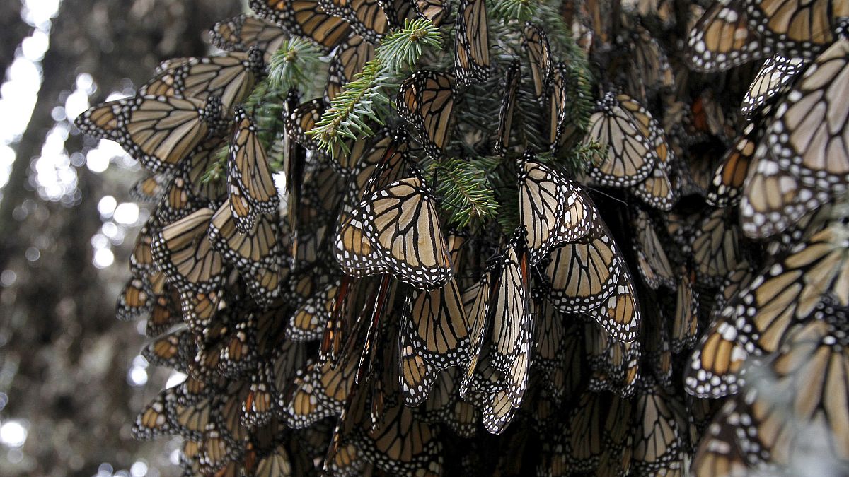 المئات من الفراشات الملكية على جذع شجرة في محمية سييرا تشينكوا، في جبال ولاية ميتشواكان المكسيكية