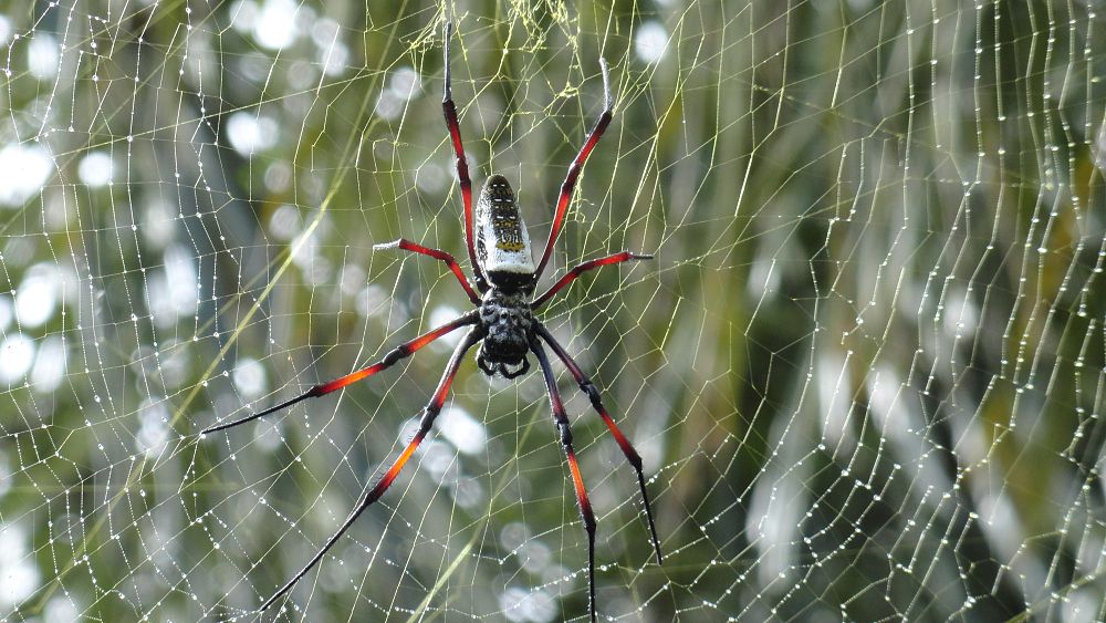 scientists-discover-spiders-can-make-music-with-their-webs-living