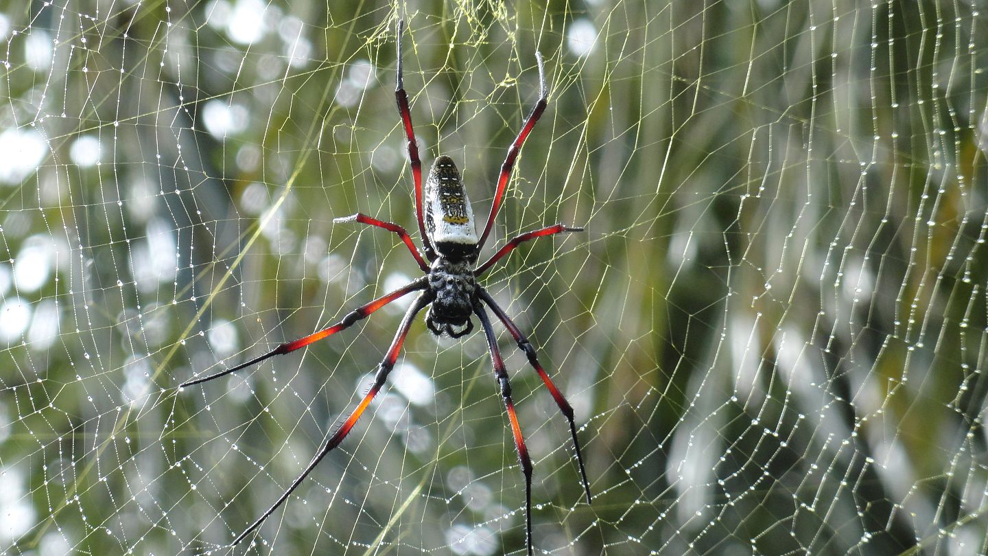 SpiderHarp: Oregon scientists study spiders with a web-inspired musical  instrument - OPB