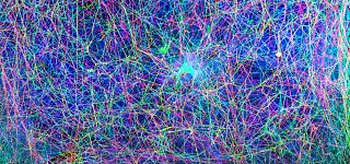 Scientists hit a high note discovering the music created by spiders