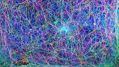 Virtual renderings of the webs created by spiders are being used to produce music