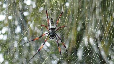 Spider webs can make music
