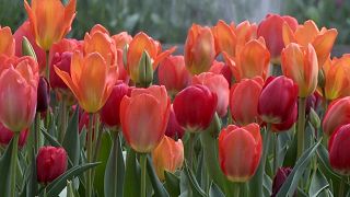 Tulips blooming at Hampton Court Palace