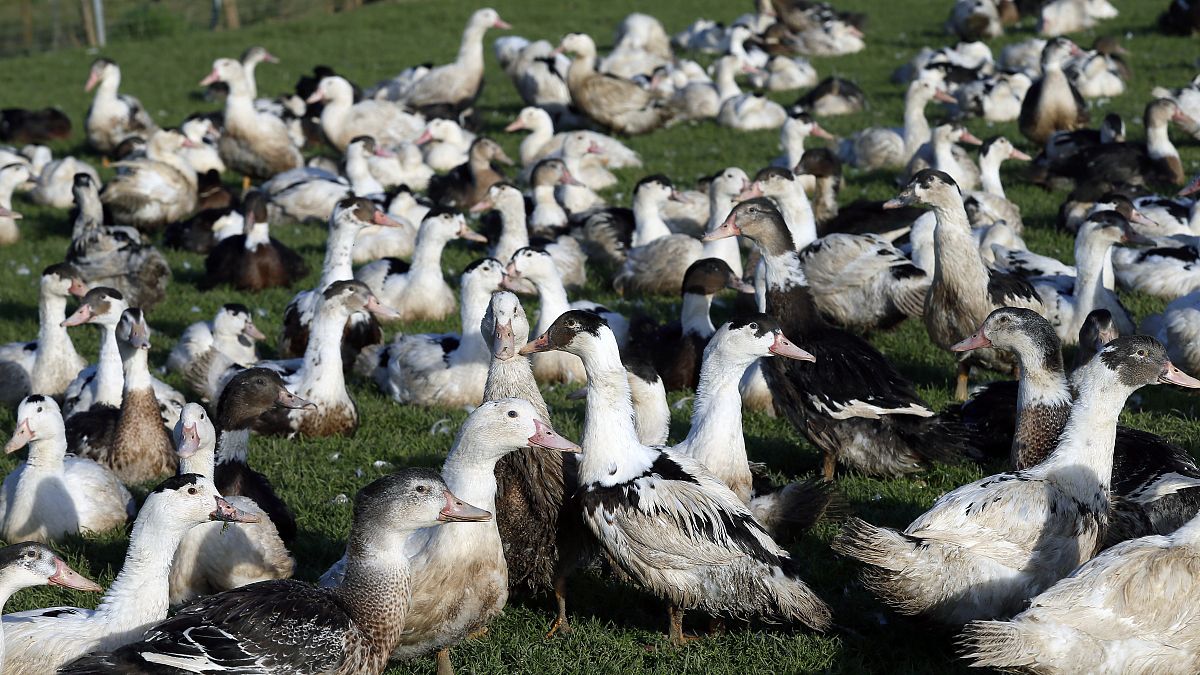 Ducks are pictured at a poultry farm in Montsoue, southwestern France.