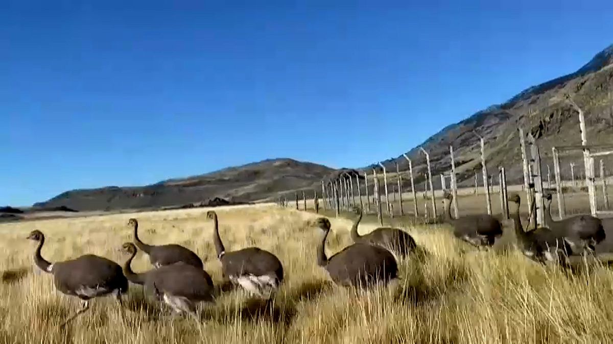 Los ñandúes disfrutan por primera vez de la vida silvestre en Chile
