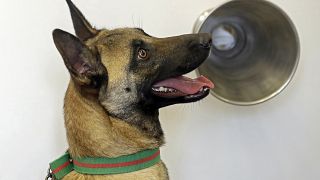 الكلاب المدربة على رصد كوفيد-19 سلاح طبيب لبناني لمكافحة الجائحة