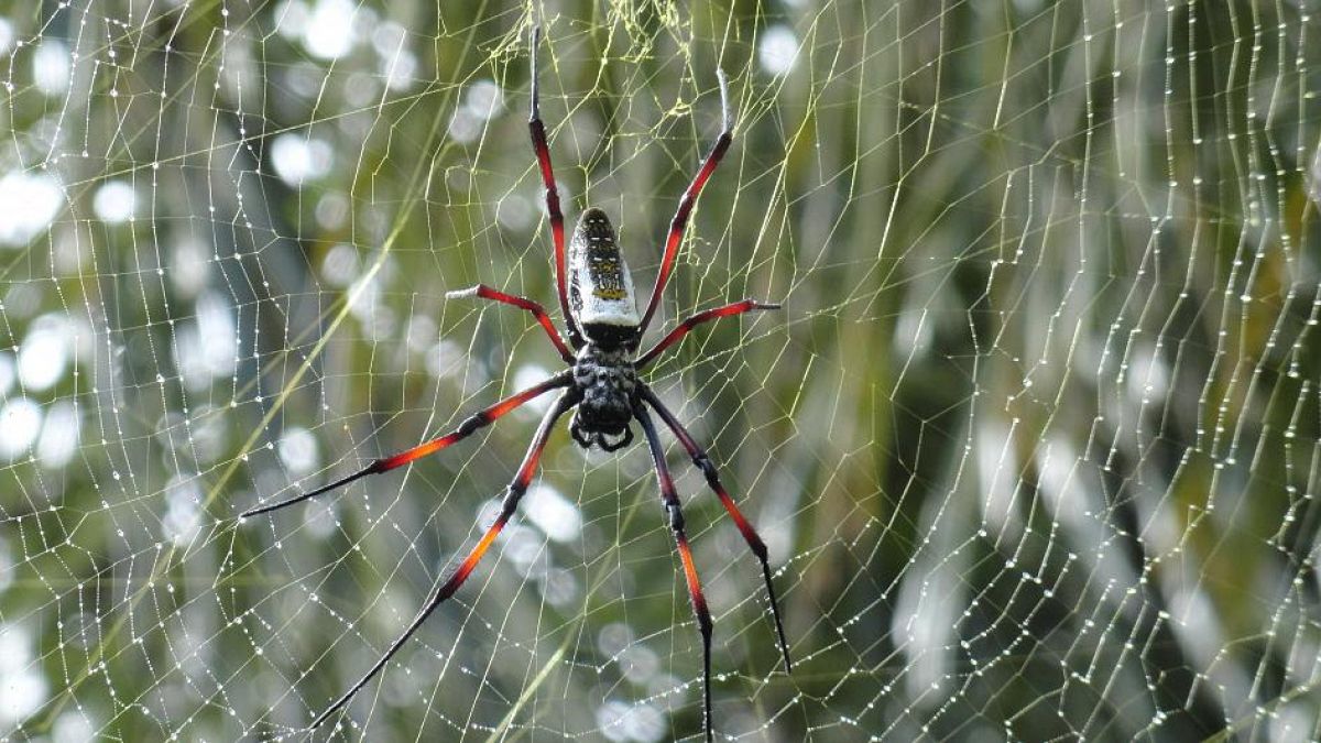 Örümcek ağının telleri uzunluk ve kalınlıklarına göre farklı frenkansta sesler çıkarıyor