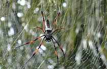 Örümcek ağının telleri uzunluk ve kalınlıklarına göre farklı frenkansta sesler çıkarıyor