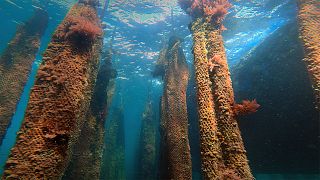 Mussel aquaculture in Mutriku, Spain