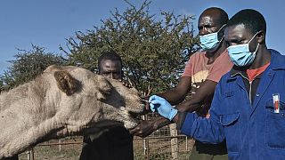 Could Kenyan camels cause next COVID-19 pandemic?