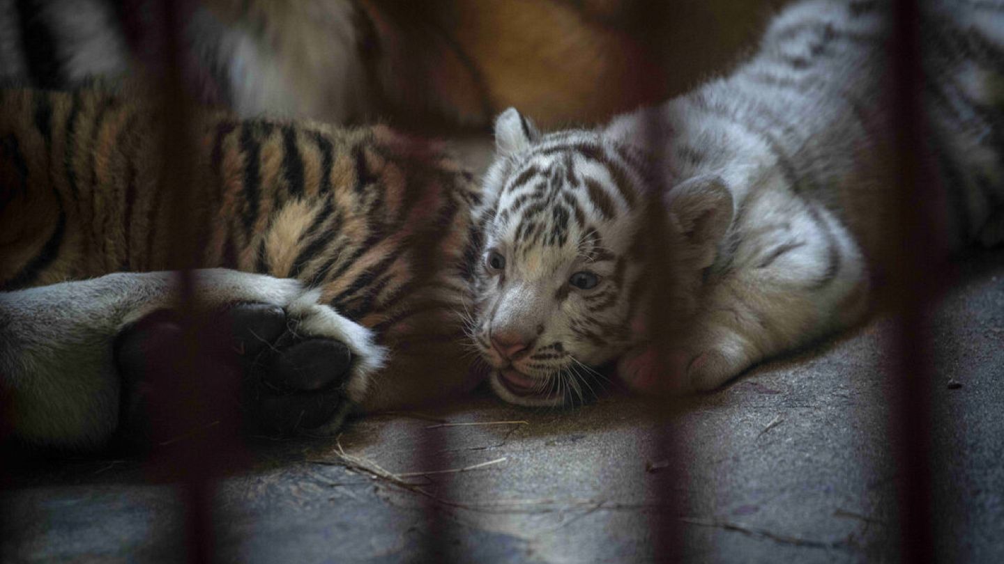 tigre de bengala blanco bebe