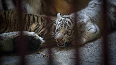 El recién nacido tigre de Bengala blanco