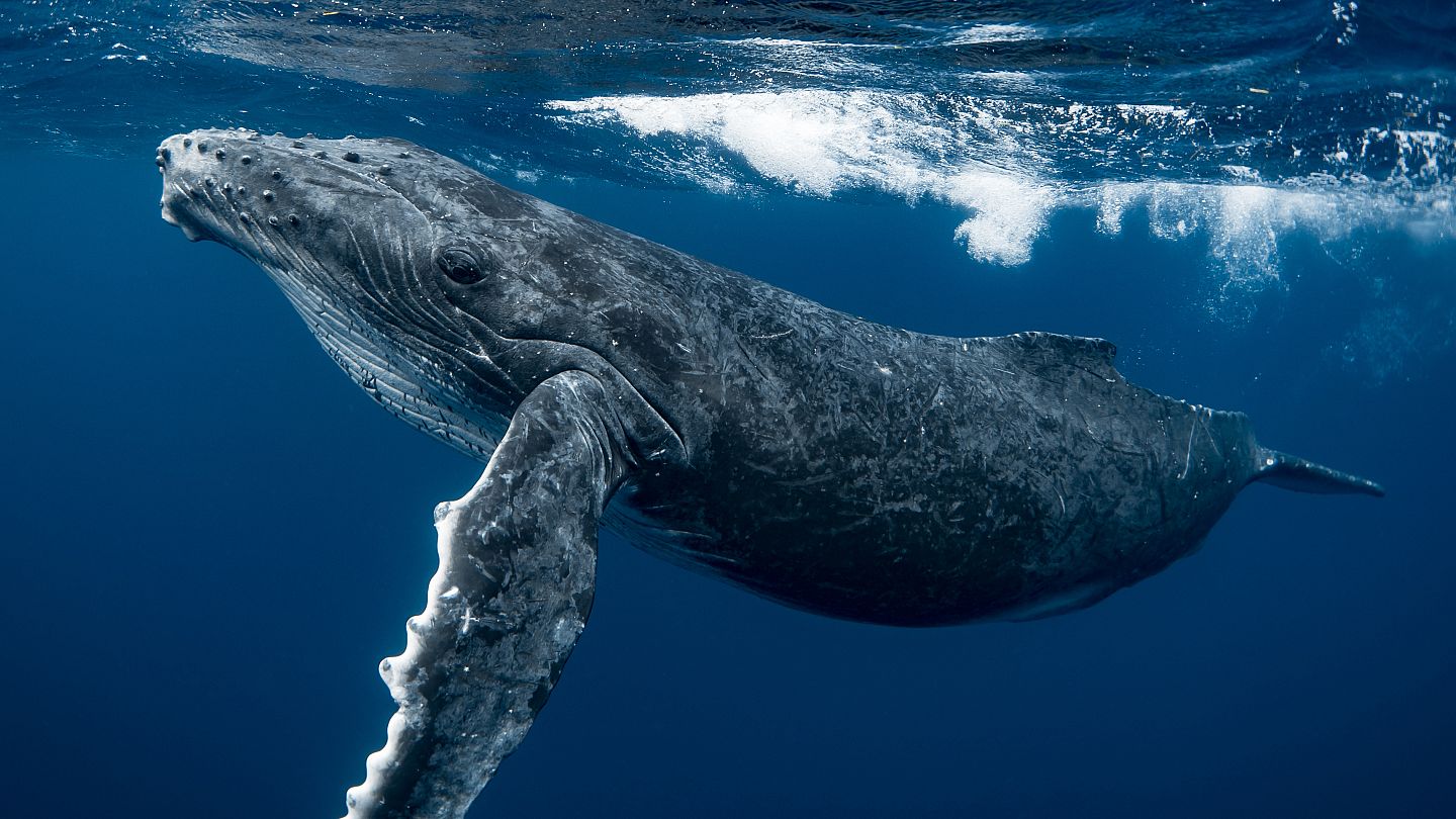 Swimming with whales in Iceland This trip will take you out under  