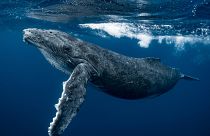 Humpback Whales visit Iceland every year to feed