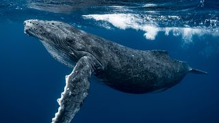 Humpback Whales visit Iceland every year to feed 