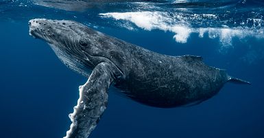 Swimming with whales in Iceland This trip will take you out under  