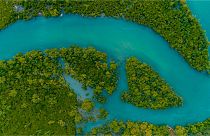 Mangroves genuinely have the power to change the world - if we can protect them in time.