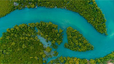 Mangroves genuinely have the power to change the world - if we can protect them in time.