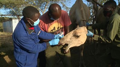 جهود في كينيا لمراقبة الجِمال خشية تحولها مستقبلاً مصدراً لجائحة جديدة 