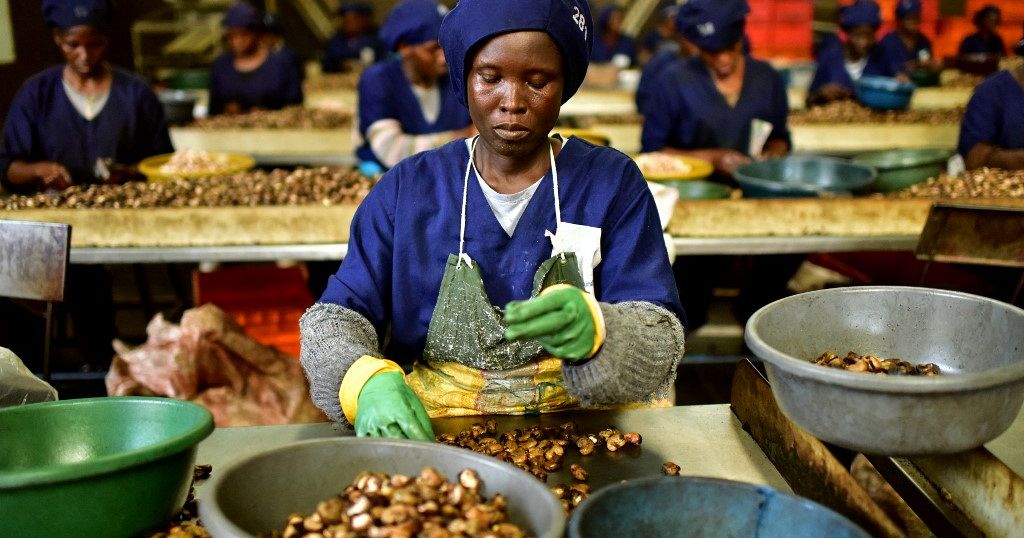 Côte d'Ivoire : le manque à gagner des producteurs de noix de cajou