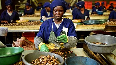 Côte d'Ivoire : le manque à gagner des producteurs de noix de cajou