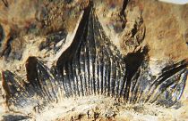 فسیل‌های کوسه ۳۰۰ میلیون ساله