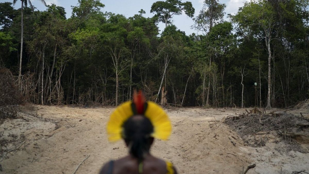 amazóniai törzsfőnök egy favágók által kiirtott terület előtt