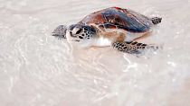 Focus: Köpekbalıklarından deniz kaplumbağalarına Dubai'de deniz hayatını koruma mücadelesi