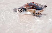 Από καρχαρίες μέχρι θαλάσσιες χελώνες: Το Ντουμπάι και η προστασία της θαλάσσιας ζωής