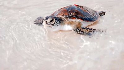 From sharks to sea turtles – how Dubai is protecting its marine life and coastline