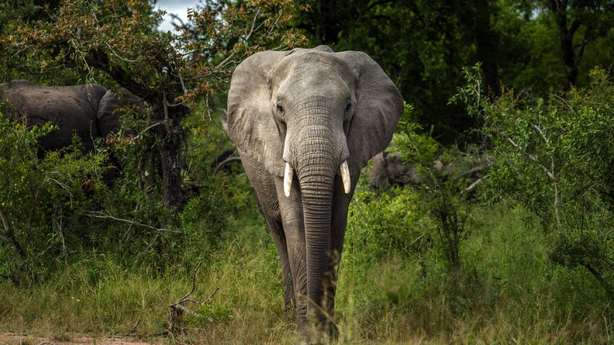 elefánt a Kruger Nemzeti Parkban Dél-Afrikában