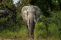 elefánt a Kruger Nemzeti Parkban Dél-Afrikában
