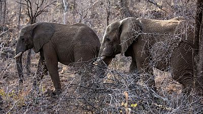 Afrique du Sud : un braconnier piétiné par un troupeau d’éléphants
