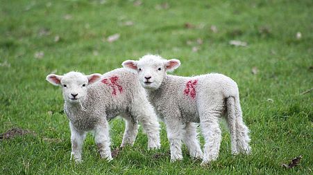 Lambs in a field